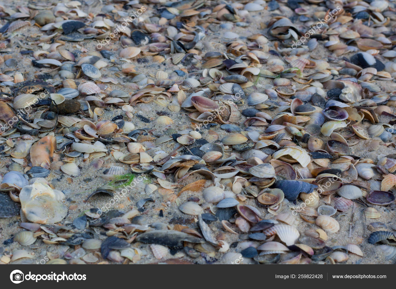 Cocoa Beach Florida Shells Stock Photos - Free \u0026 Royalty-Free Stock Photos  from Dreamstime, image size:1600x1167