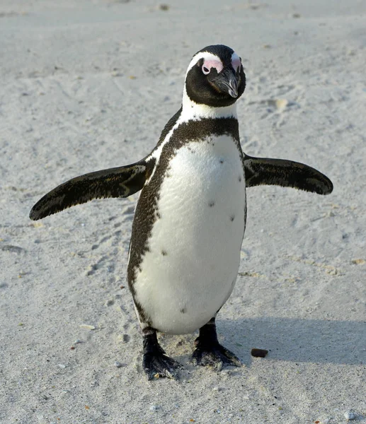 Pinguino Africano Che Cammina Spheniscus Demersus Con Impronta Sulla Sabbia — Foto Stock