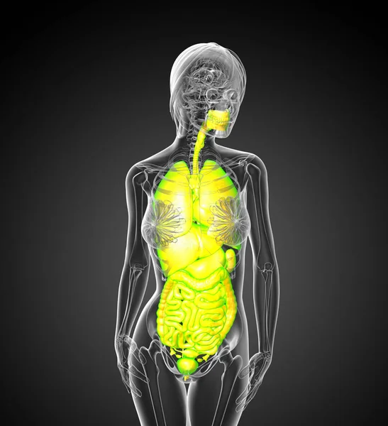 Hacer Ilustración Médica Del Sistema Digestivo Humano Sistema Respiratorio Vista — Foto de Stock