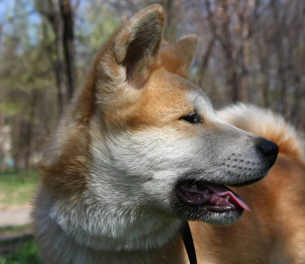 Retrato Cachorro Perro Japonés Akita Inu — Foto de Stock