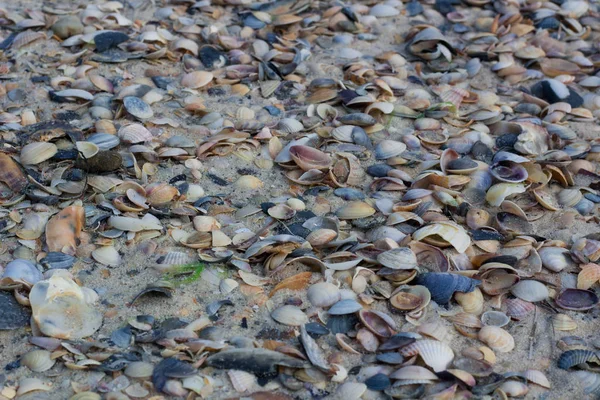 貝殻や海岸の砂 砂浜ビーチ海の貝 — ストック写真