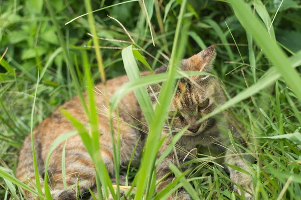 Chat Tabby Couché Sur Herbe Plein Air Dans Village Chat — Photo