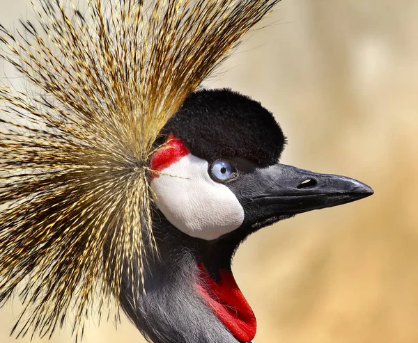 Grúa Coronada Austral Balearica Regulorum — Foto de Stock