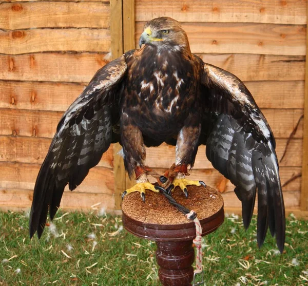 Magnífico Raptor Águia Dourada — Fotografia de Stock