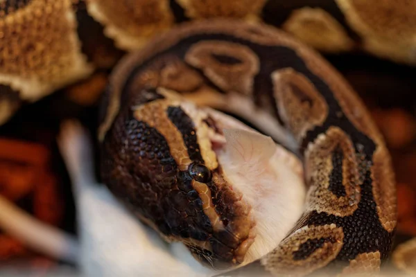 Kugelpython Frisst Eine Weiße Maus — Stockfoto