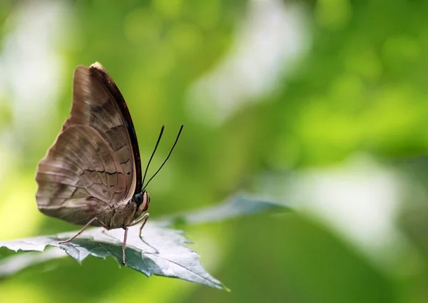 Schmetterling Sitzt Auf Einem Blatt — Stockfoto