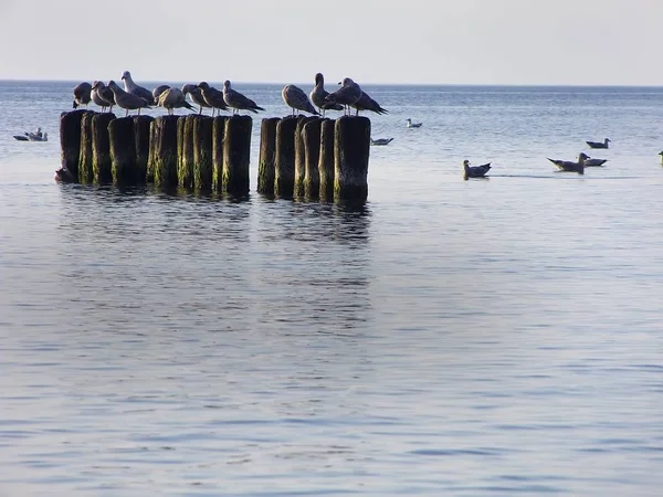 Sea Sea Gulls Sit Very Preferably Breakwaters Breakwaters Protect Beaches — Stock Photo, Image