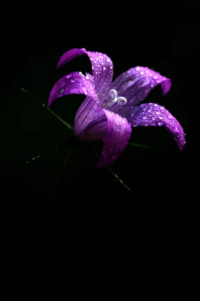 Violet Bloem Campanula Rapunculus Campanulacee Het Zwart — Stockfoto