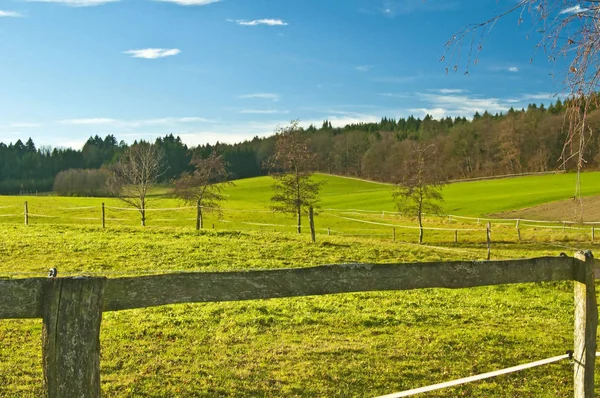 Weide Für Pferde Wald Und Naturkonzept — Stockfoto