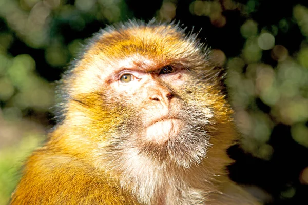 Régi Majom Afrika Marokkó Természetes Háttér Fauna Közelről — Stock Fotó