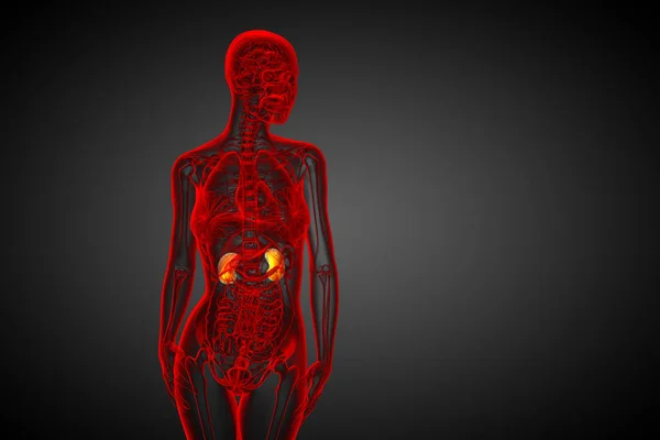 Renderizar Ilustración Médica Del Riñón Humano Vista Frontal — Foto de Stock