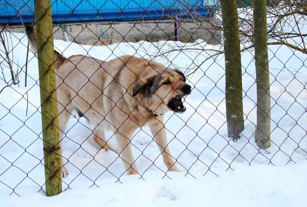 Beige Dog Barks Guards Fence Winter — Stock Photo, Image