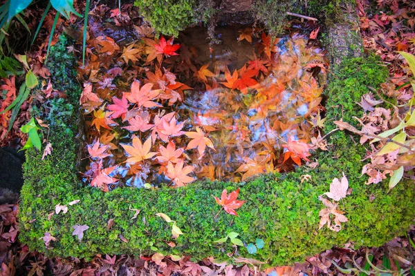 Colorful Leaves Trees Autumn Period Kyoto Japan — Stock Photo, Image