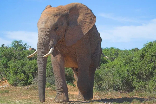 Elefante Salvaje Hábitat Natural — Foto de Stock