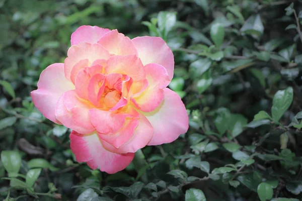 Zbliżenie Żółty Różowy Kwiat Róży Zielonym Tle Liści — Zdjęcie stockowe