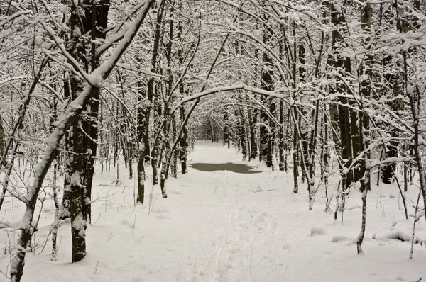 Vinterpromenad Skogen — Stockfoto