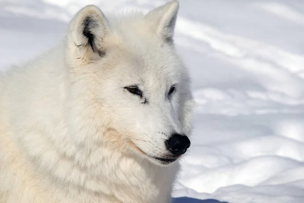 Arctic Wolf Winter — Stock Photo, Image