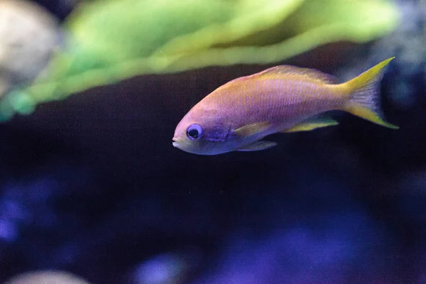 Bir Mercan Resifinde Pseudanthias Squayipinnis Olarak Bilinen Sarı Lyretail Anthias — Stok fotoğraf