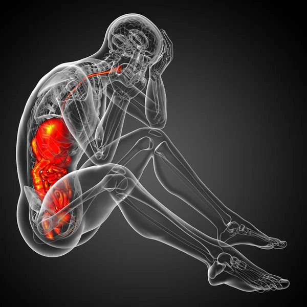 人間の消化器系 側面図の レンダリングの医療イラスト — ストック写真