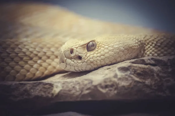 Beautiful Snake Lying Sun Fine Scales Skin — Stock Photo, Image