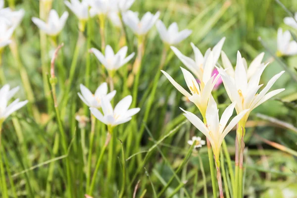 Νεράιδα Κρίνος Κρίνος Βροχή Μικρή Μάγισσες Λουλούδι Στον Κήπο — Φωτογραφία Αρχείου
