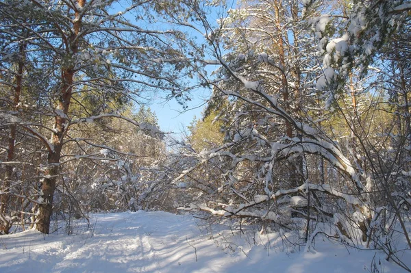 Χειμερινό Τοπίο Στο Δάσος Πεύκο Μετά Από Χιονοπτώσεις — Φωτογραφία Αρχείου