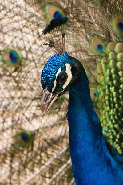 Portrait Blue Peacock Spreaded Tail Background — Stok Foto