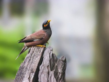 The Common Myna or Indian Myna,Acridotheres tristis clipart