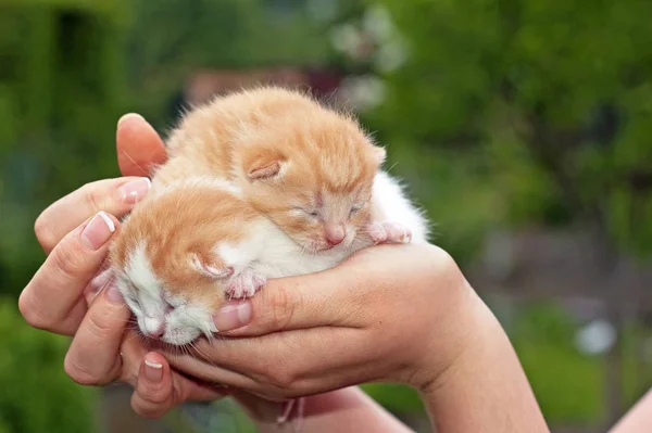 Bellissimi Animali Domestici Giovani Gatti Carini — Foto Stock