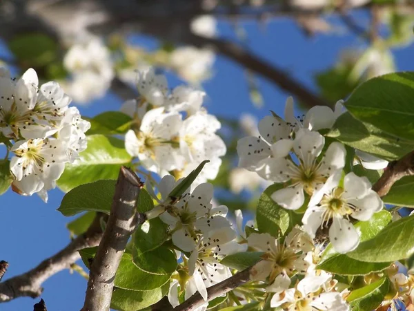 Цветы Грушевом Дереве Южном Орегоне — стоковое фото