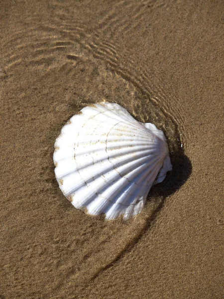 センドビーチの水の中の殻は — ストック写真