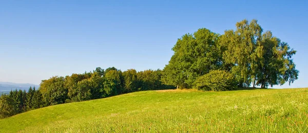 Idyllische Wiese Mit Baum — Stockfoto