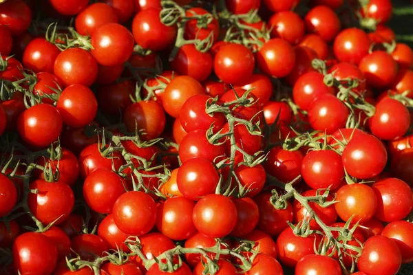 Vista Cerca Tomates Ecológicos Rojos Maduros Frescos — Foto de Stock