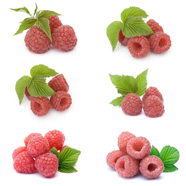 新鲜树莓的收集 — 图库照片