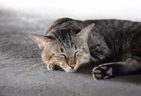 Κοντινό Πλάνο Του Χαριτωμένο Γάτα Στον Ύπνο — Φωτογραφία Αρχείου