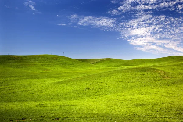 Grüne Weizengras Felder Blauer Himmel Palouse Washington Staat Pazifischen Nordwesten — Stockfoto