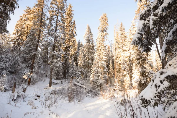 Árboles Cubiertos Nieve Bosque Invierno Series Naturaleza — Foto de Stock