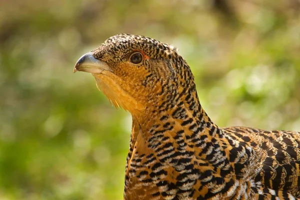 Wood Grouse Tetrao Urogallus Kadın Yakın Çekim Portre — Stok fotoğraf