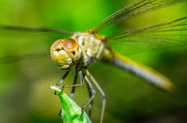 Libélula Sobre Fondo Hierba Verde Primer Plano Macro —  Fotos de Stock