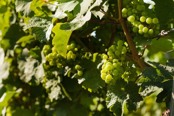 Uvas Vid Viñedo Soleado — Foto de Stock