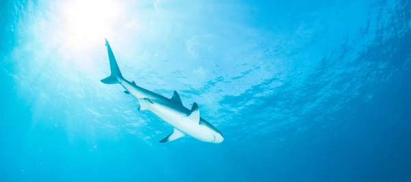 Afbeelding Toont Een Caribische Rifhaai Tijdens Een Duiken — Stockfoto