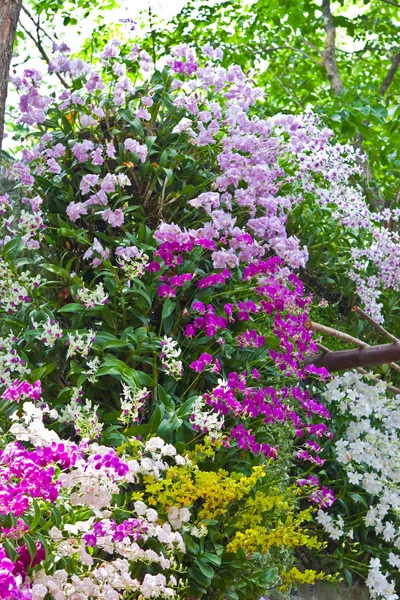 Blízko Krásných Orchidejí Zahradě — Stock fotografie