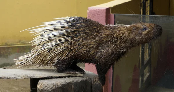 Animales Nocturnos Puercoespín Malayo Hystrix Brachyura Vista Frontal — Foto de Stock