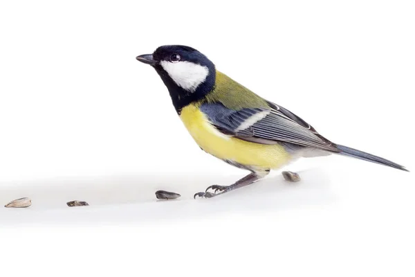 Titmouse White Background — Stock Photo, Image