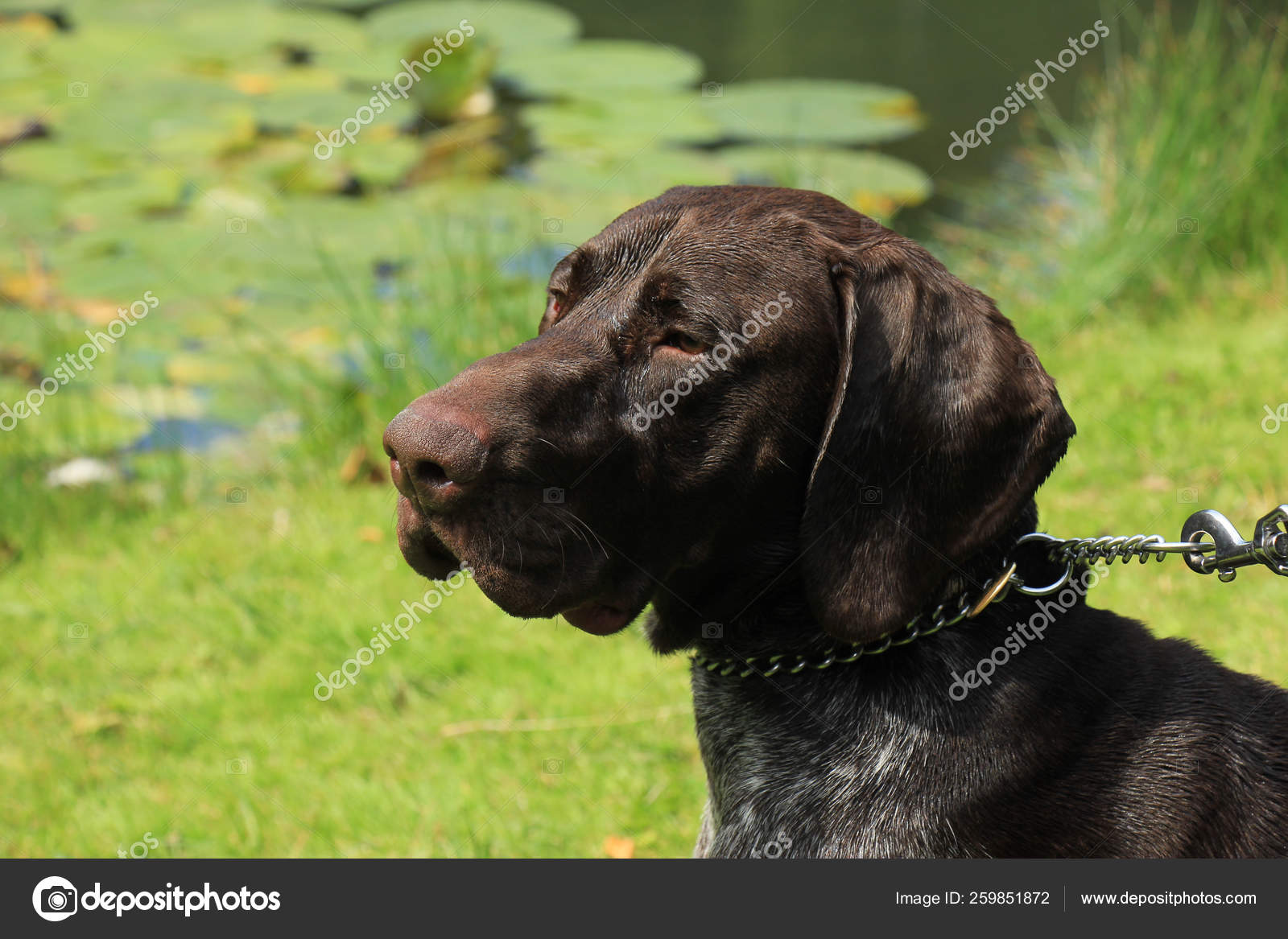 German Shorthaired Pointer Month Old Male Stock Photo