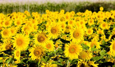 sunflower field, Zamora Province, Castile and Leon, Spain clipart