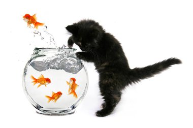 Humorous Kitten Trying to Catch Gold Fish in a Bowl clipart