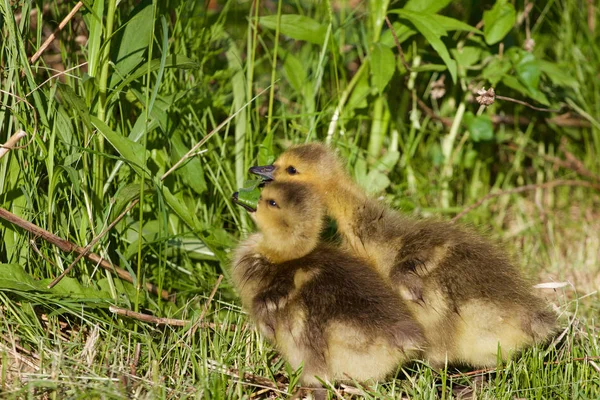 クワックワッ ガチョウのかわいいペアを食べる — ストック写真