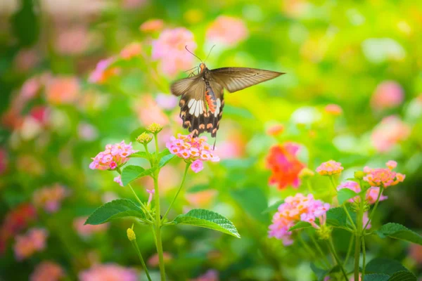 Hermosa Mariposa Flor Colorida Fondo Naturaleza — Foto de Stock