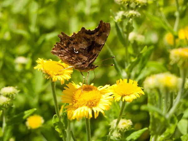 Closed Wing Comma Butterfly Polygonia Álbum Close Essex —  Fotos de Stock